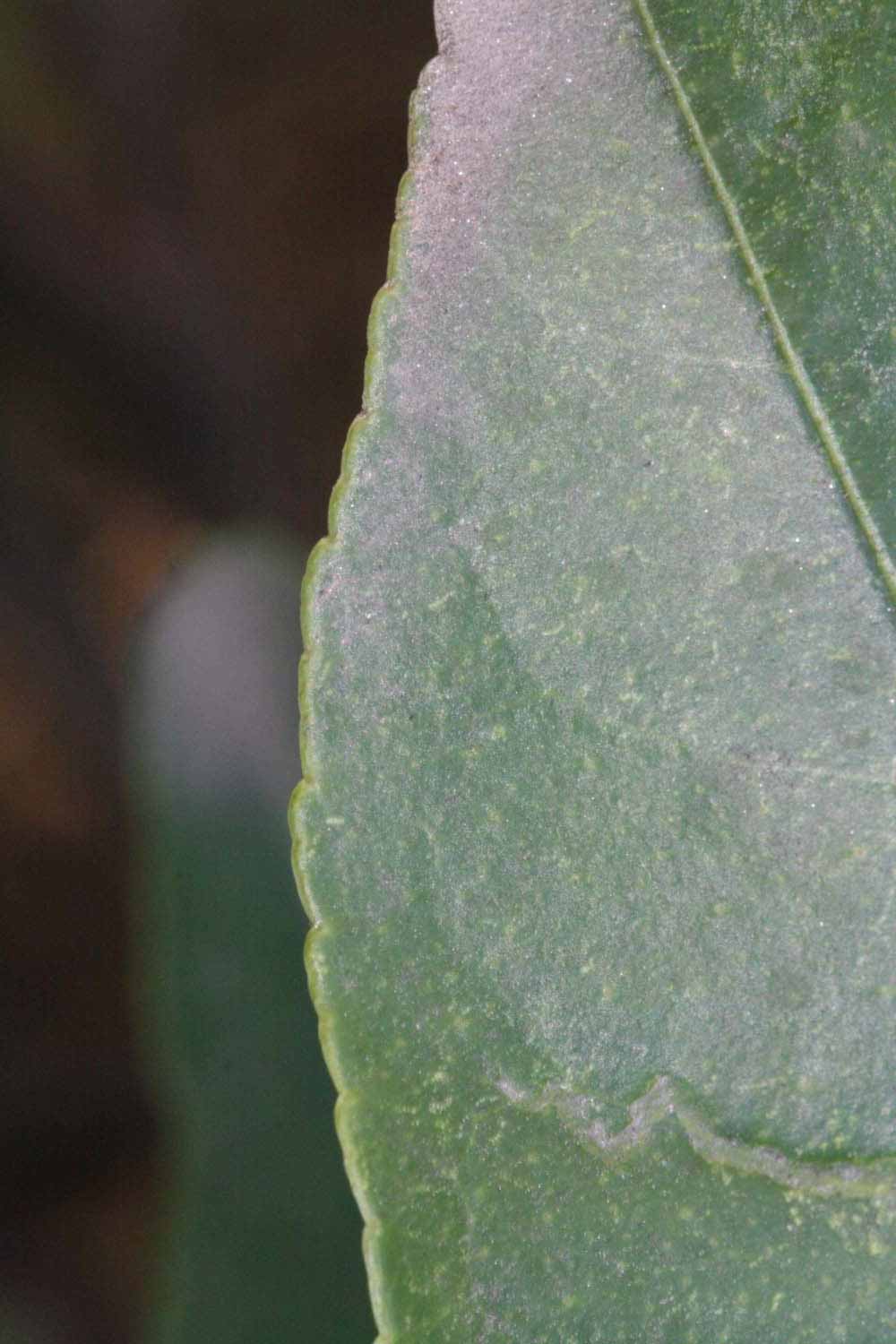              Margin (Riverside, CA)       